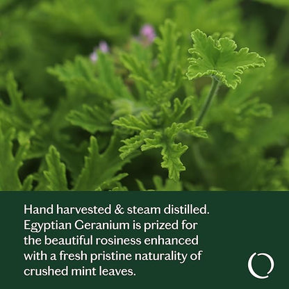 LIVEDROPS 24/7 Good Geranium Essential Oil - Sublime Scent of Geranium - Crafted in France - Pure & Natural - Aromatherapy - Dilute in Carrier Oil for The Skin or use in a Diffuser